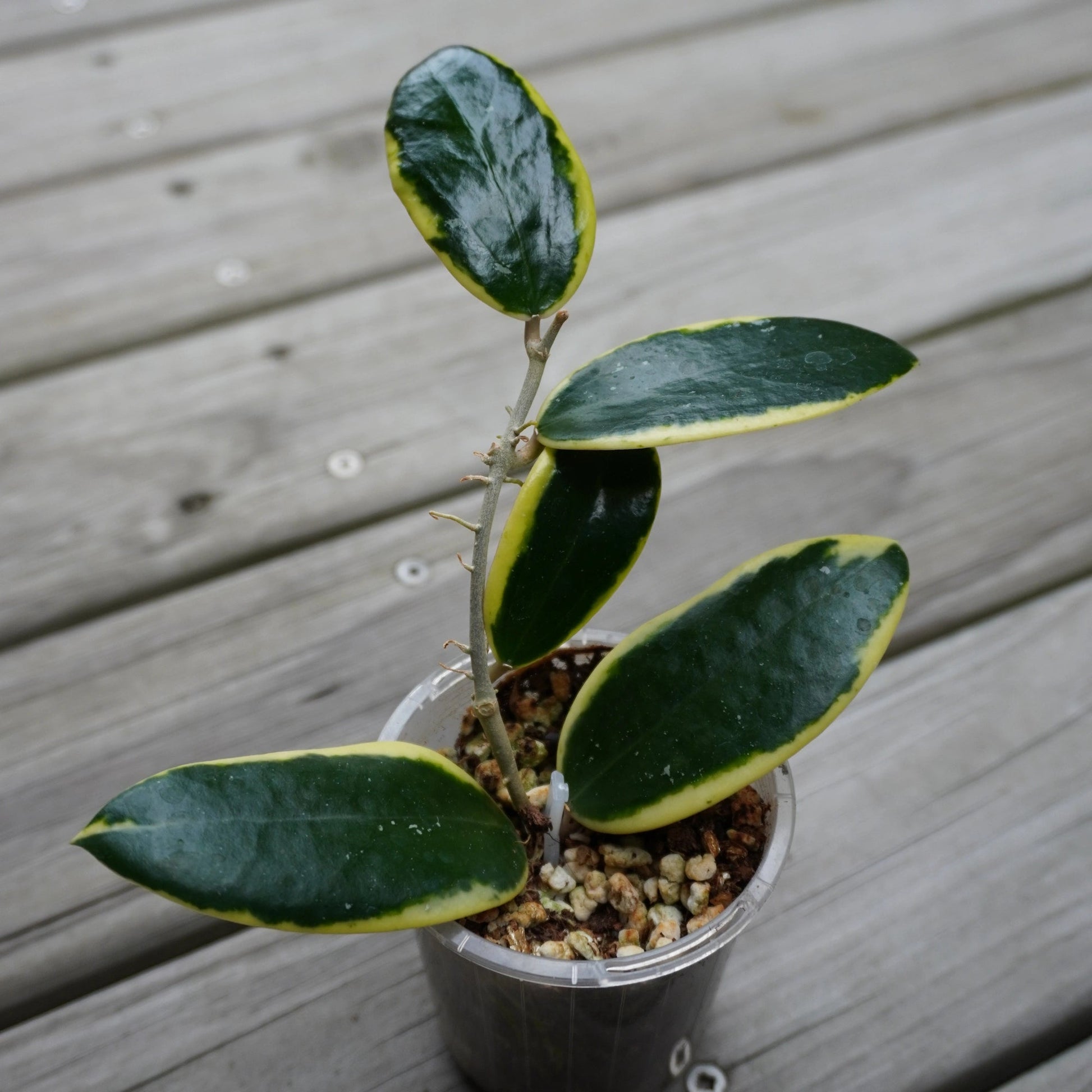 Hoya verticillata Outer Variegated wax plant with green leaves and creamy white margins in a clear pot.