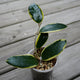 Hoya verticillata Outer Variegated wax plant with green leaves and creamy white margins in a clear pot.