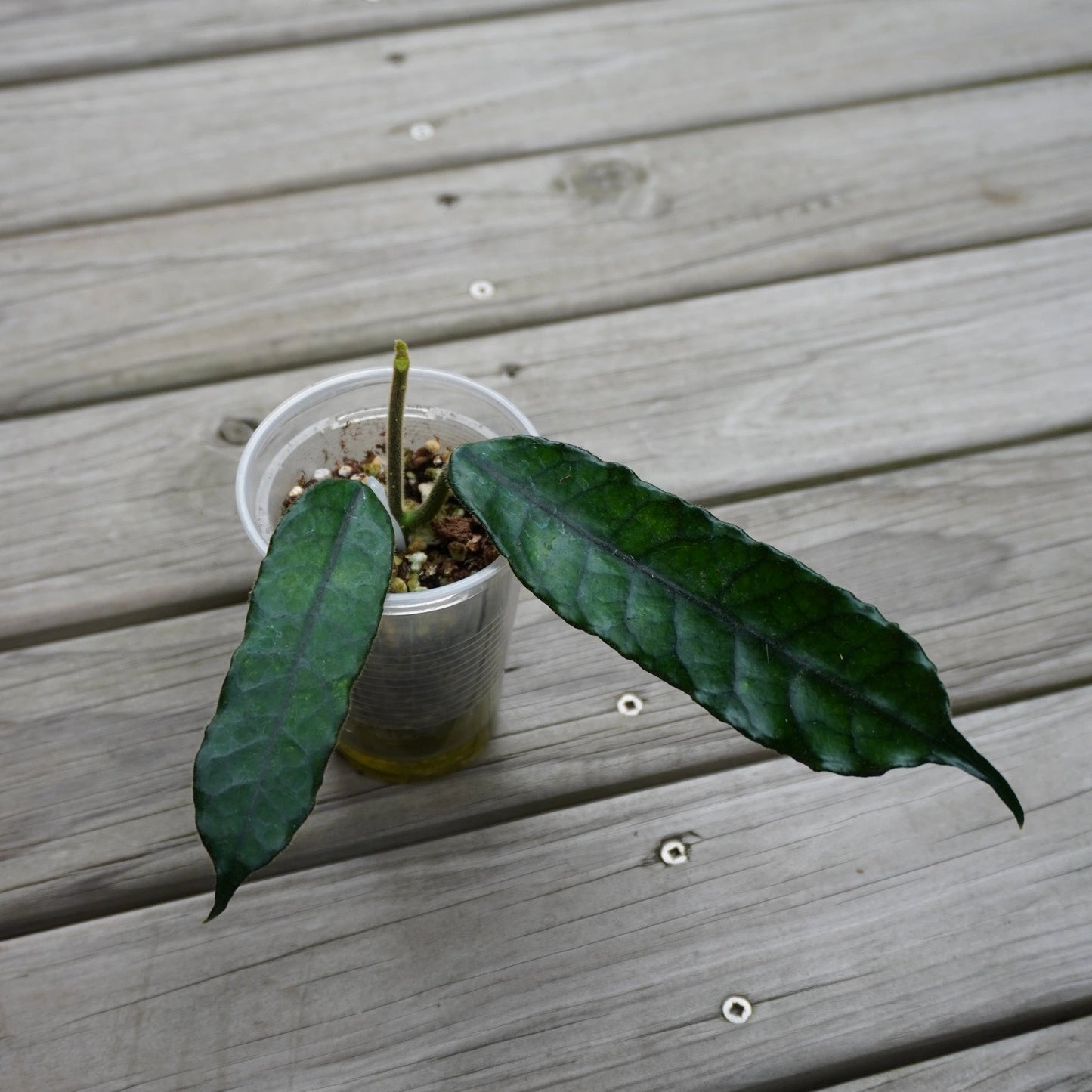 Hoya Villosa Globulosa rare indoor plant with elongated deeply veined textured leaves over a wooden deck background.