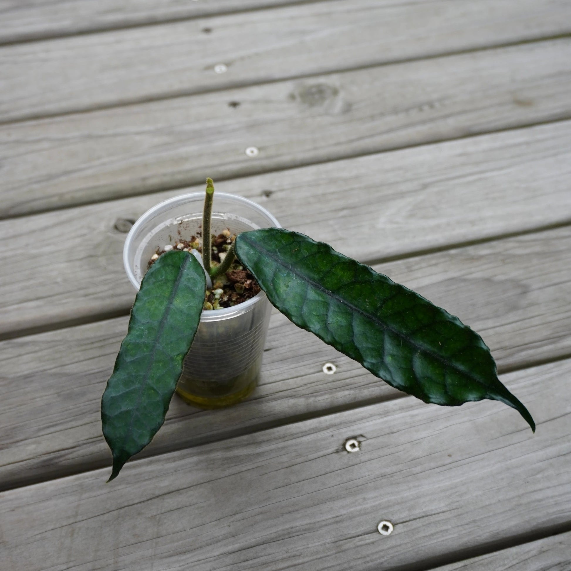 Hoya Villosa Globulosa rare indoor plant with elongated deeply veined textured leaves over a wooden deck background.