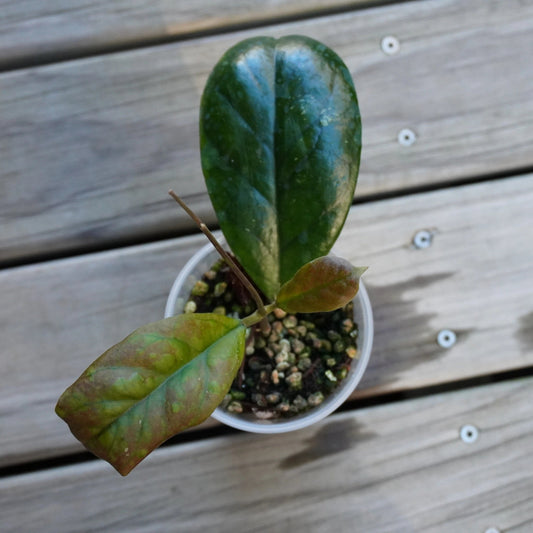 Hoya Viola (Hoya cv. Viola) rare indoor wax plant showcasing broad thick green leaves with prominent veins