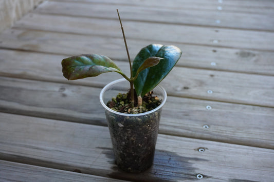 Hoya Viola (Hoya cv. Viola) rare indoor hoya plant with broad thick green leaves with prominent veins