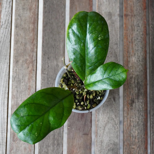 Top view of Hoya Viola showing broad glossy green leaves with prominent veining in a clear pot.
