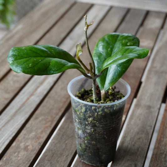 Hoya Viola with large glossy green veined leaves and fresh growth in a clear pot.