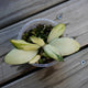 Hoya Walliniana Variegated (Hoya walliniana) rare trailing indoor wax plant with cream pink and green variegated leaves