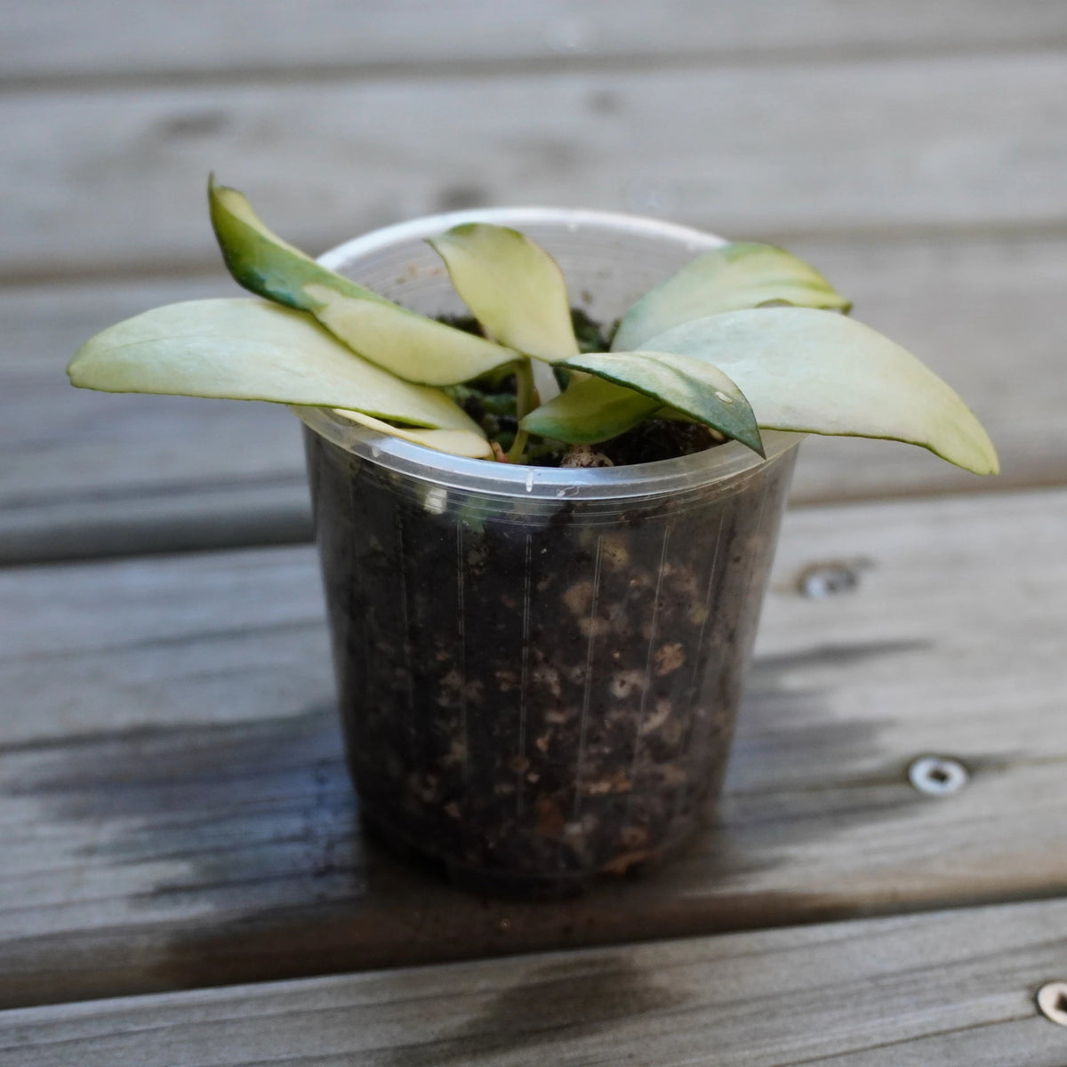 Hoya Walliniana Variegated (Hoya walliniana) collector trailing indoor wax plant with cream pink and green variegated leaves