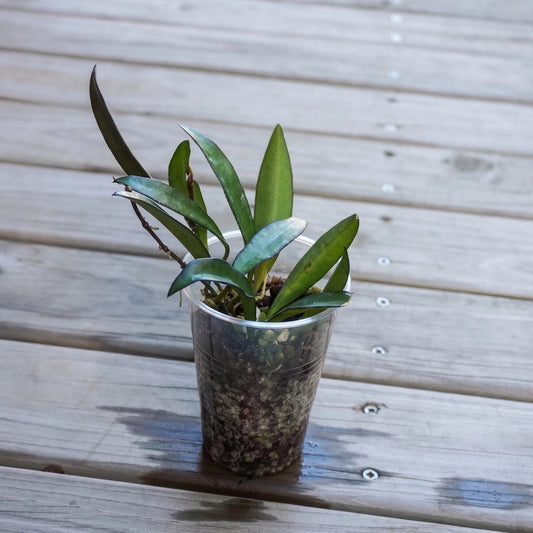 Hoya Wayetii indoor wax plant with long green leaves and dark purple margins