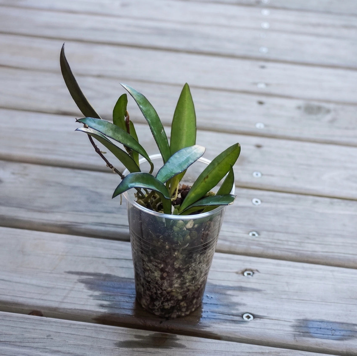 Hoya Wayetii indoor wax plant with long green leaves and dark purple margins