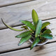 Hoya Wayetii (Hoya wayetii) trailing indoor wax plant with long green leaves and dark purple margins
