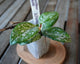 Hoya Wilbur Graves plant 01 close-up showing thick green leaves with prominent silver splash markings.