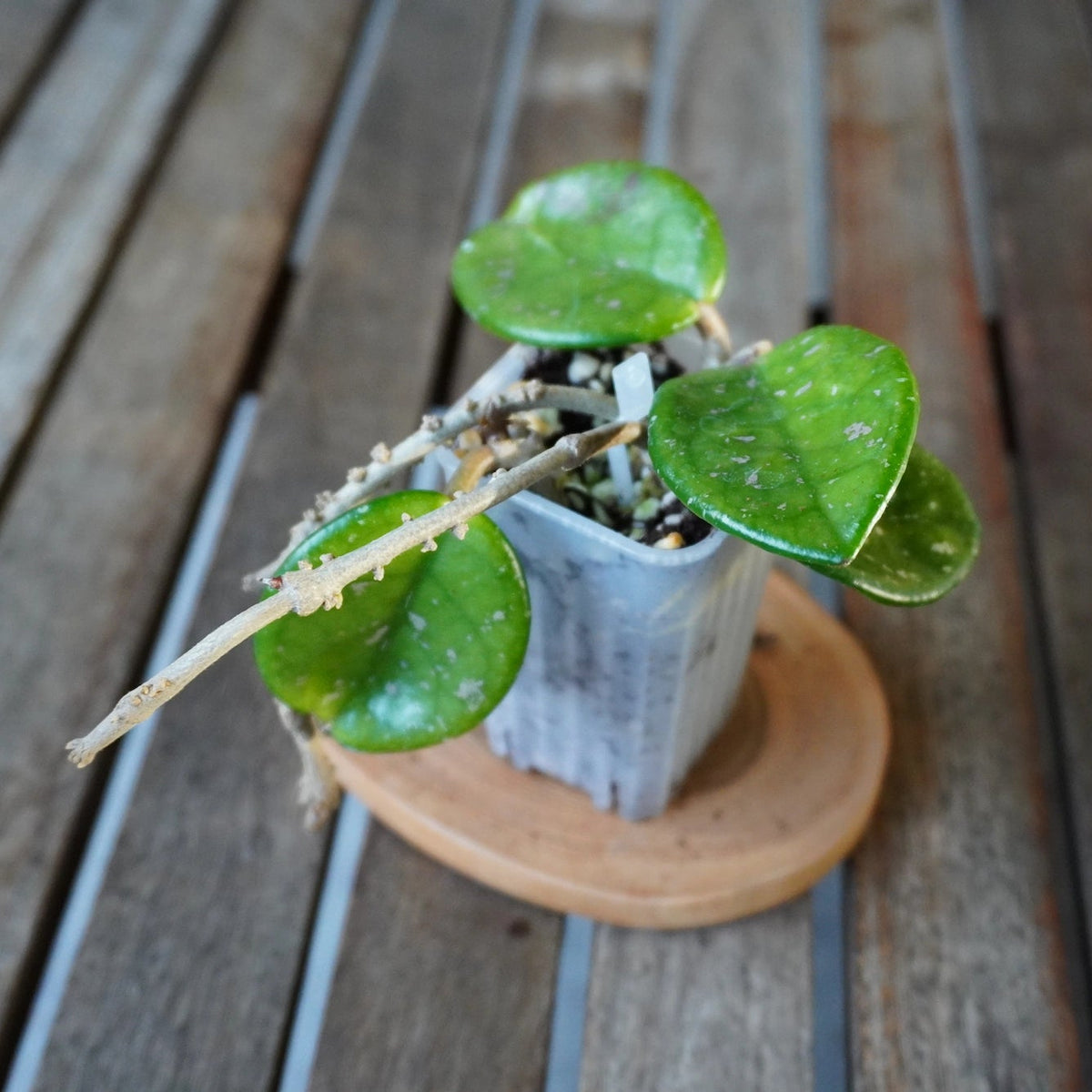 Hoya Wilbur Graves plant 02 showing rounded green leaves with scattered silver splash and trailing growth.