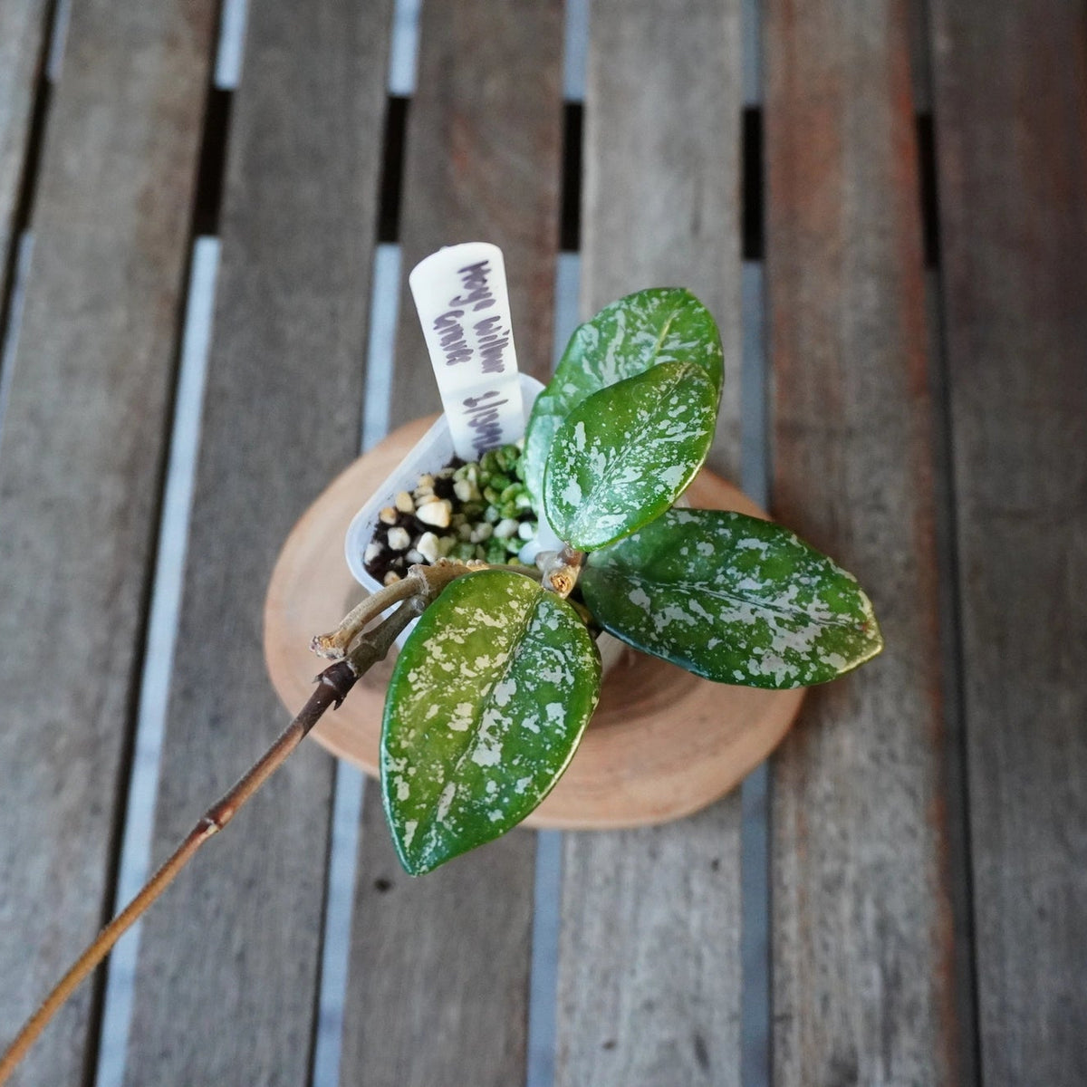 Top view of Hoya Wilbur Graves plant 01 showing oval green leaves with heavy silver splash variegation.