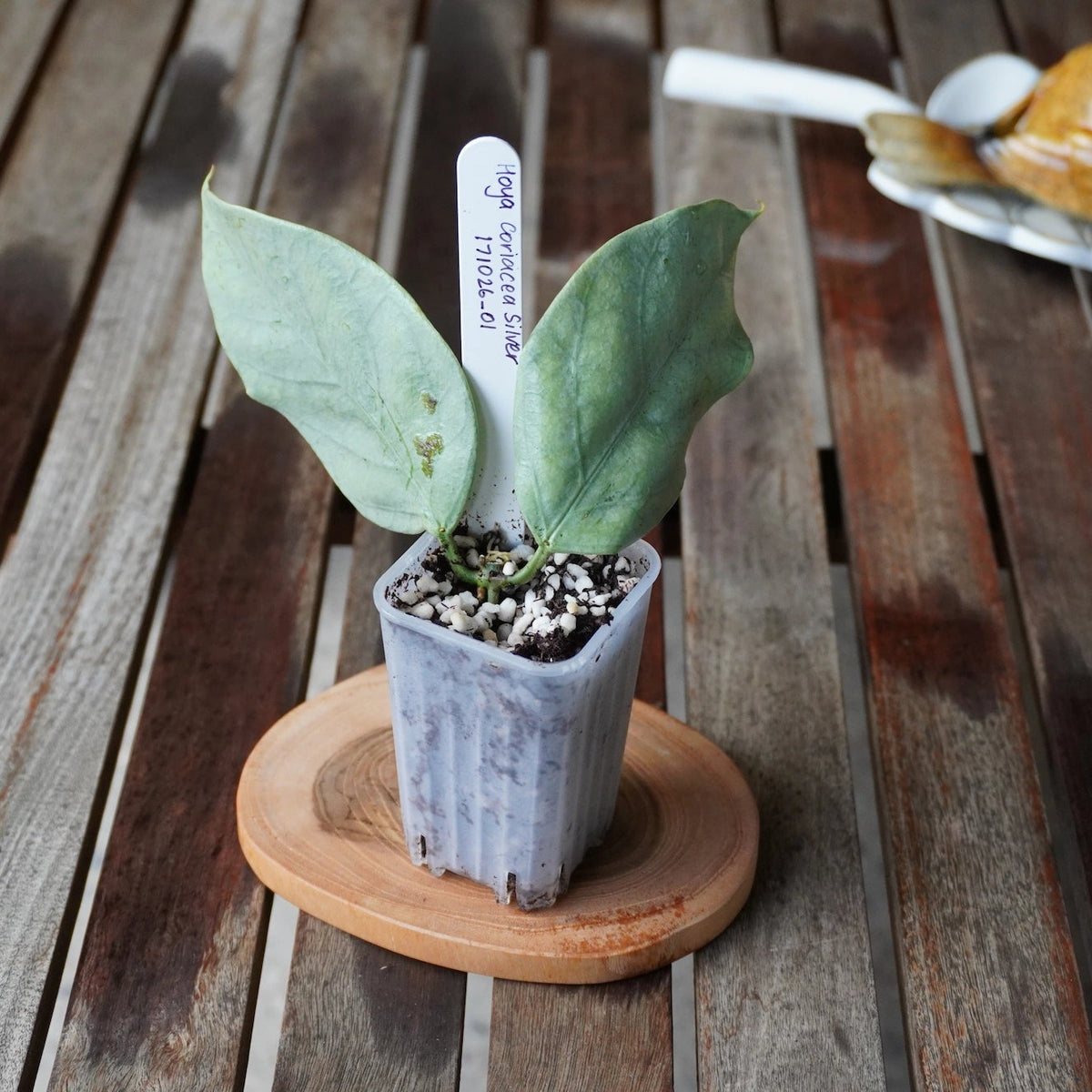 Hoya coriacea Silver H454 showing two large pale silver-green leaves in a nursery pot.