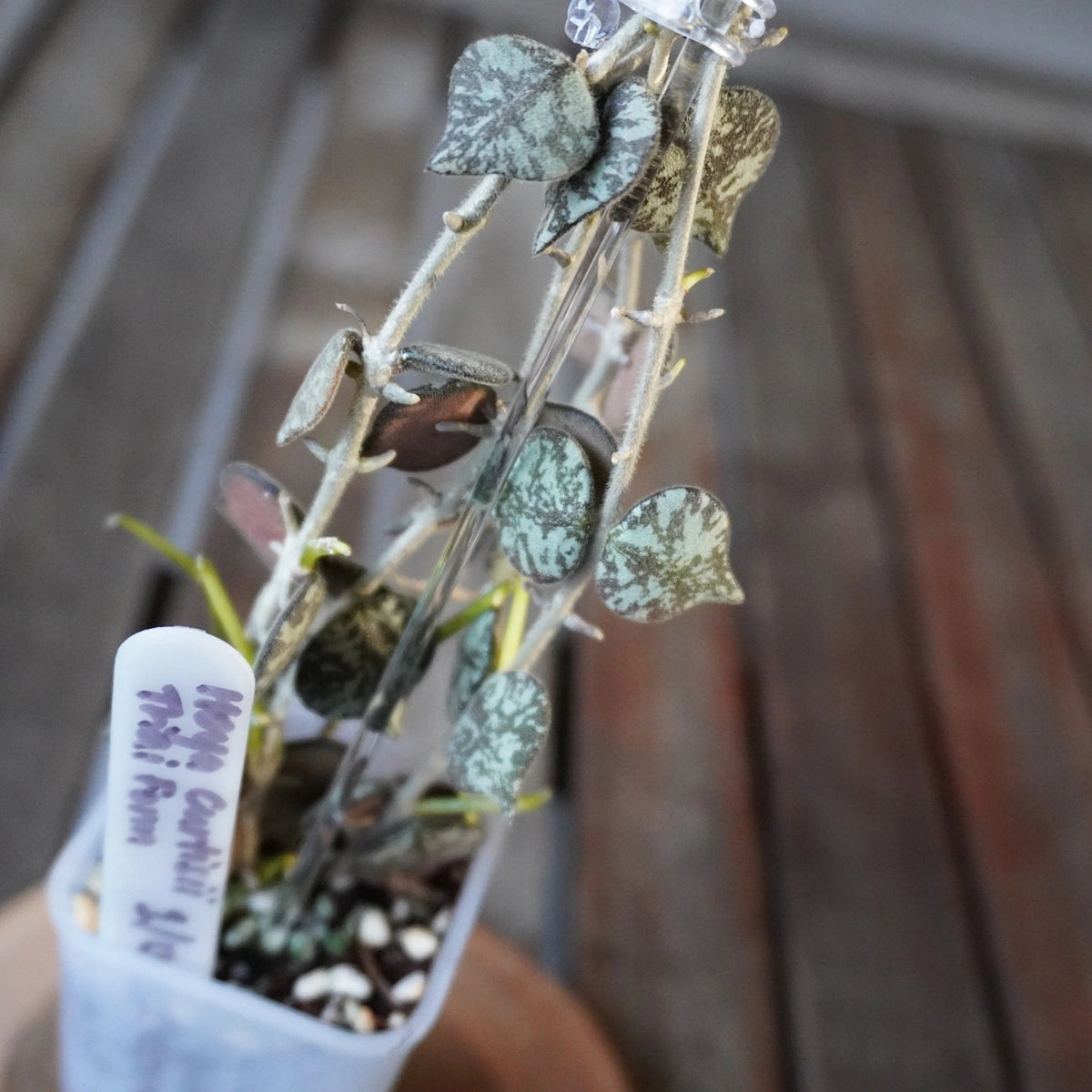 Close-up of Hoya curtisii Thai Form plant 01 showing small silver-patterned leaves along trailing stems.