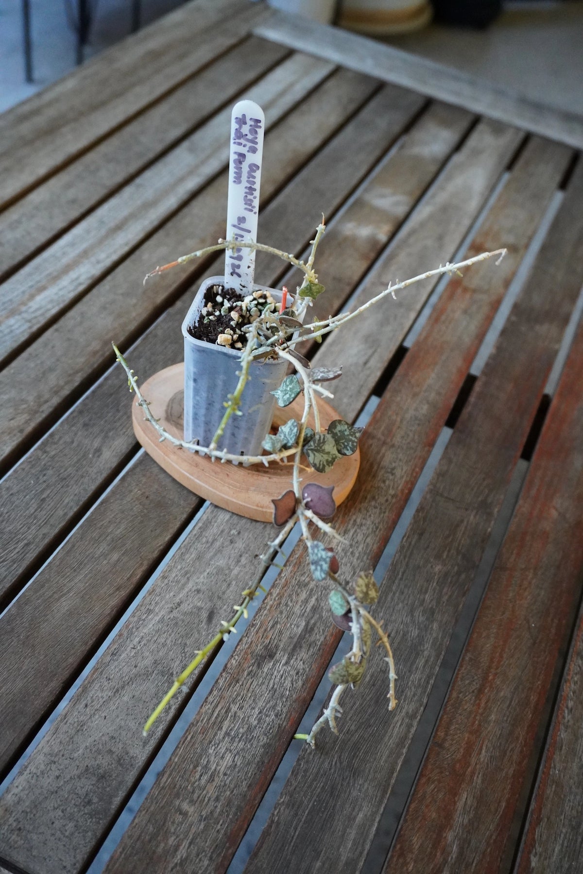 Hoya curtisii Thai Form plant 02 showing long trailing stems and compact silver-patterned foliage.
