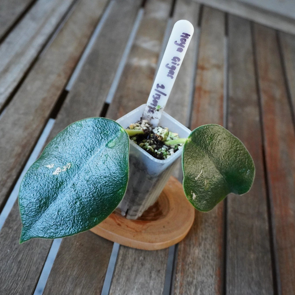 Hoya gigas plant 01 showing two large dark green textured leaves in a small nursery pot.