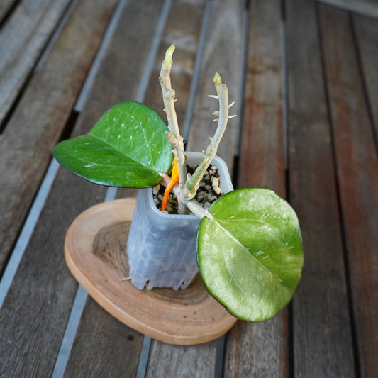 Hoya icensis Splash plant 01 with broad green leaves, silver splash markings and mature woody stems.