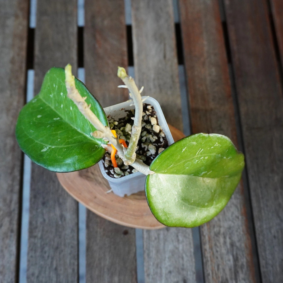 Top view of Hoya icensis Splash plant 01 showing broad green leaves with distinctive silver splash variegation.