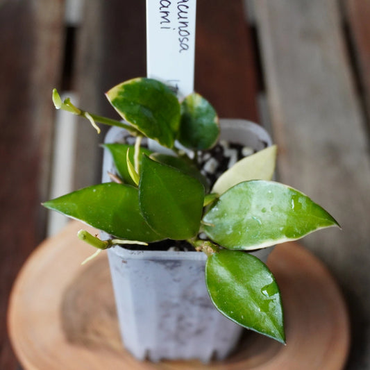 Hoya lacunosa Asami plant 01 showing compact green leaves with pale variegation and new growth.