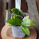 Hoya lacunosa Asami plant 01 showing compact green leaves with pale variegation and new growth.