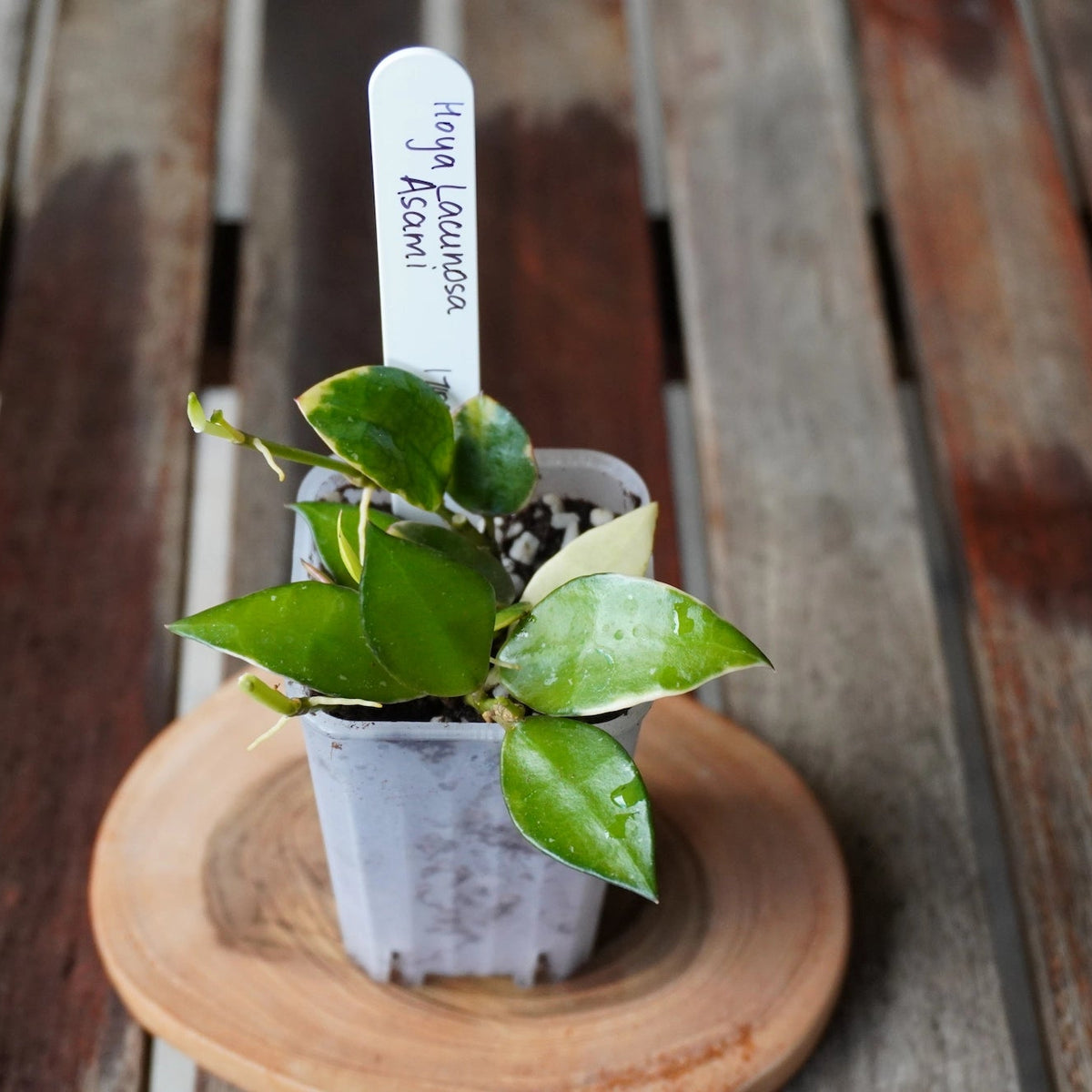Hoya lacunosa Asami plant 01 showing cream variegation, glossy green leaves and active vine growth.