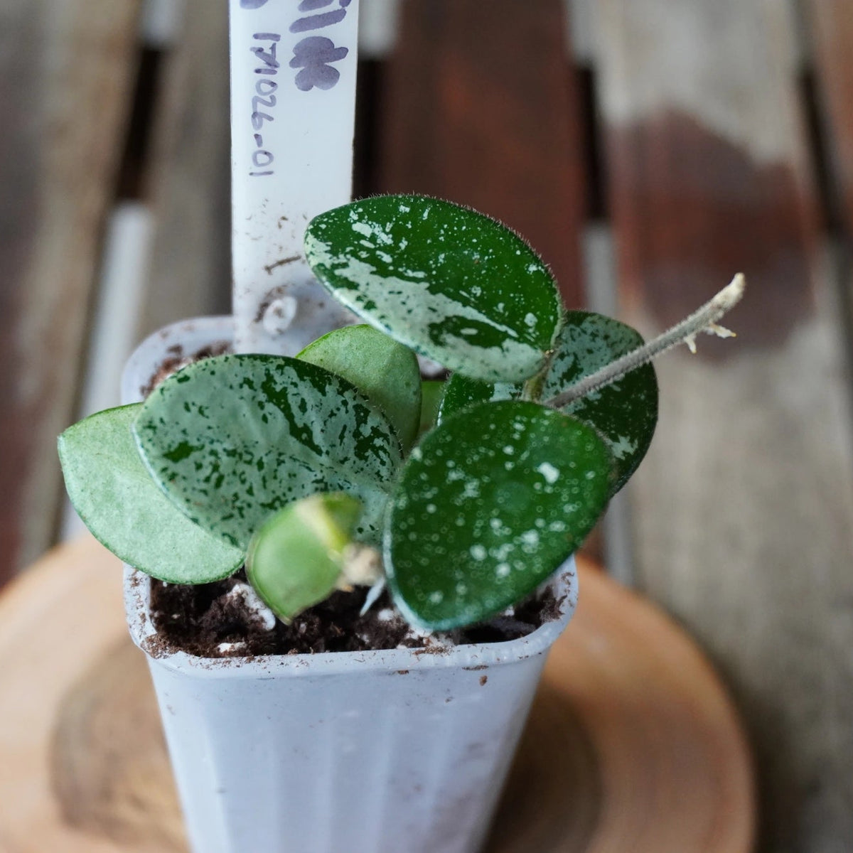 Hoya Mathilde Splash plant 01 showing small rounded green leaves with heavy silver splash variegation.