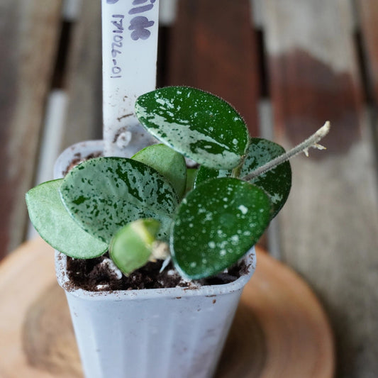 Hoya Mathilde Splash plant 01 showing small rounded green leaves with heavy silver splash variegation.