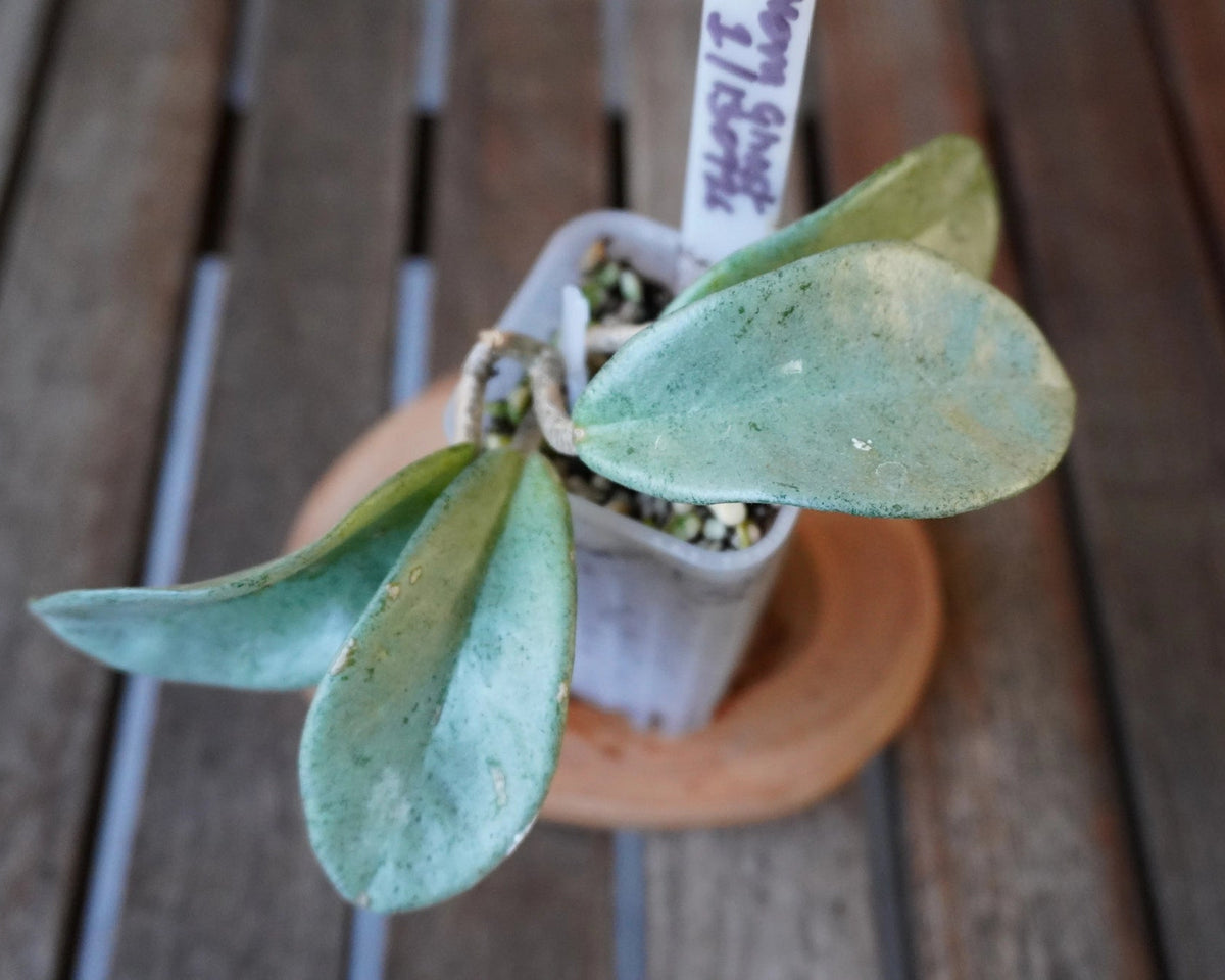 Hoya Nova Ghost plant 01 with thick pale silver-green leaves showing distinctive ghost-like colouring.