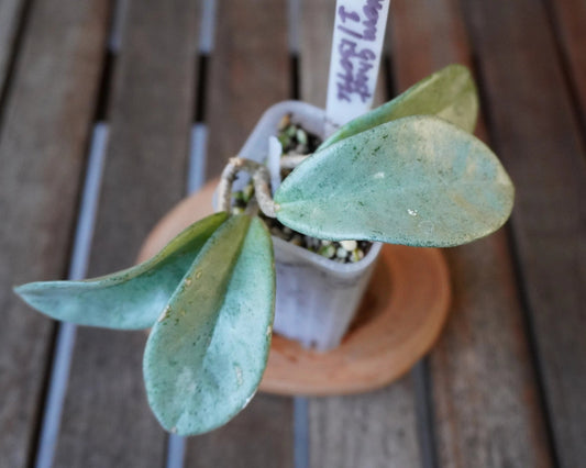 Hoya Nova Ghost plant 01 with thick pale silver-green leaves showing distinctive ghost-like colouring.