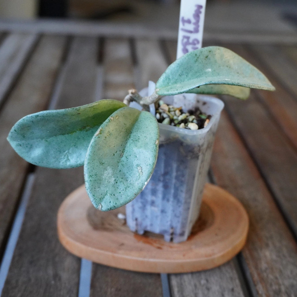 Side view of Hoya Nova Ghost plant 01 showing broad silver-green leaves and compact growth.
