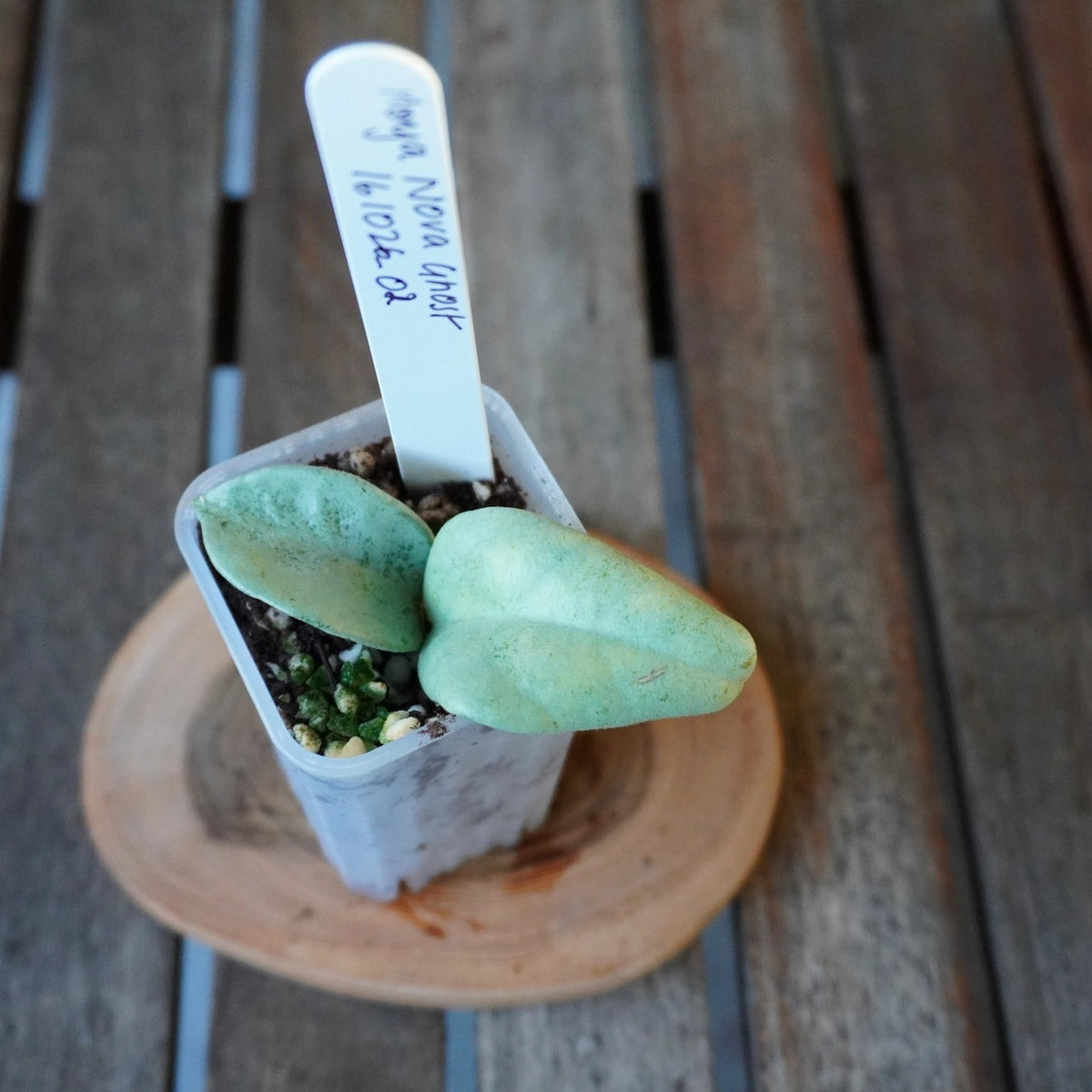 Top view of Hoya Nova Ghost plant 02 showing two thick pale silver-green leaves in a small nursery pot.