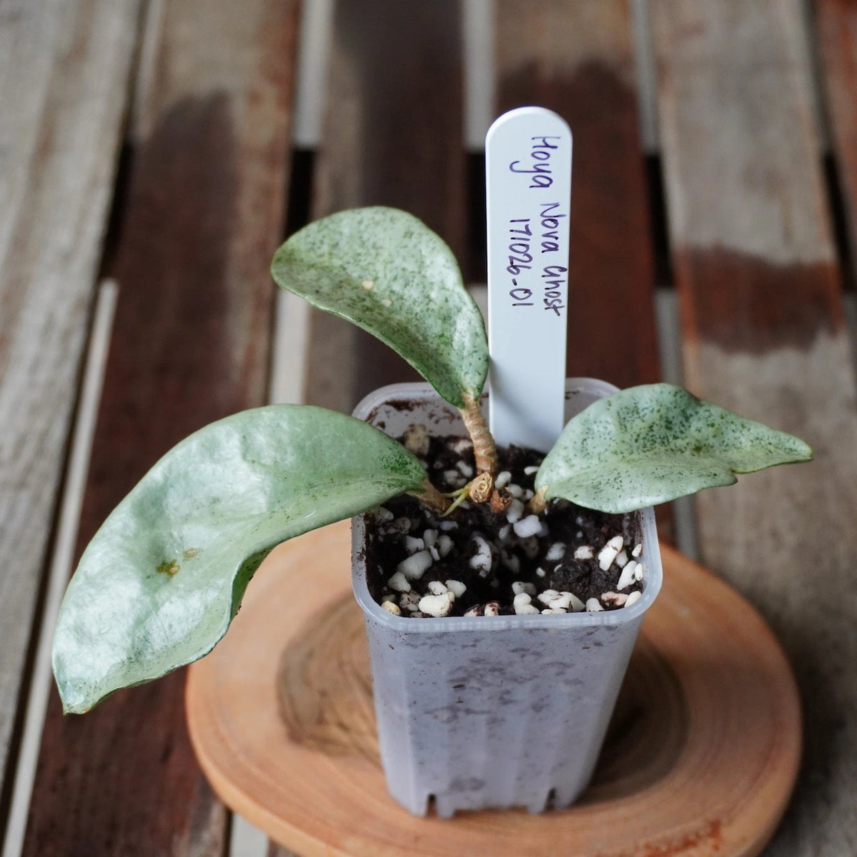 Close-up of Hoya Nova Ghost plant 01 showing pale silver foliage with fine green mottling.