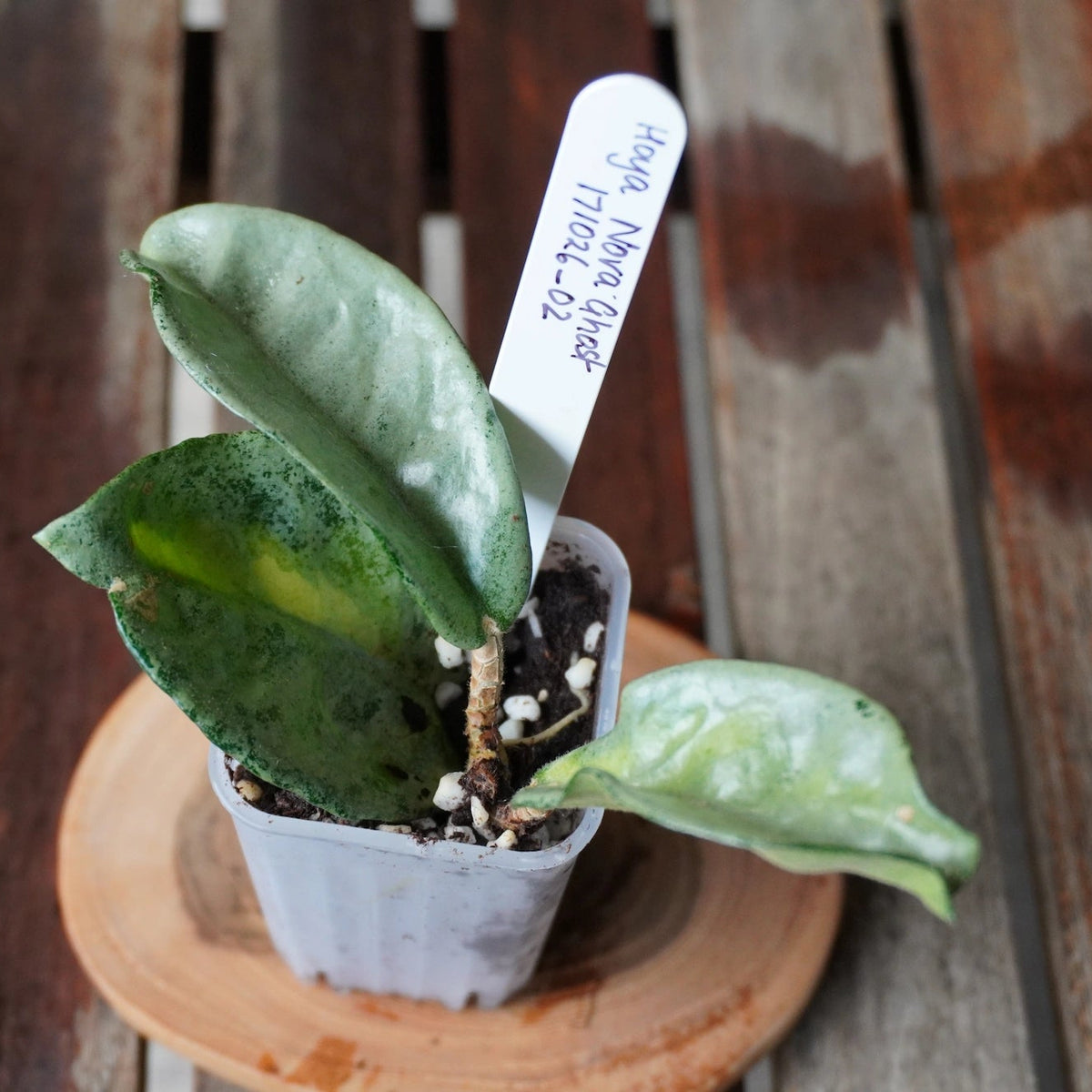 Nova Ghost plant 02 showing thick silver-green leaves with darker green mottling and compact growth.