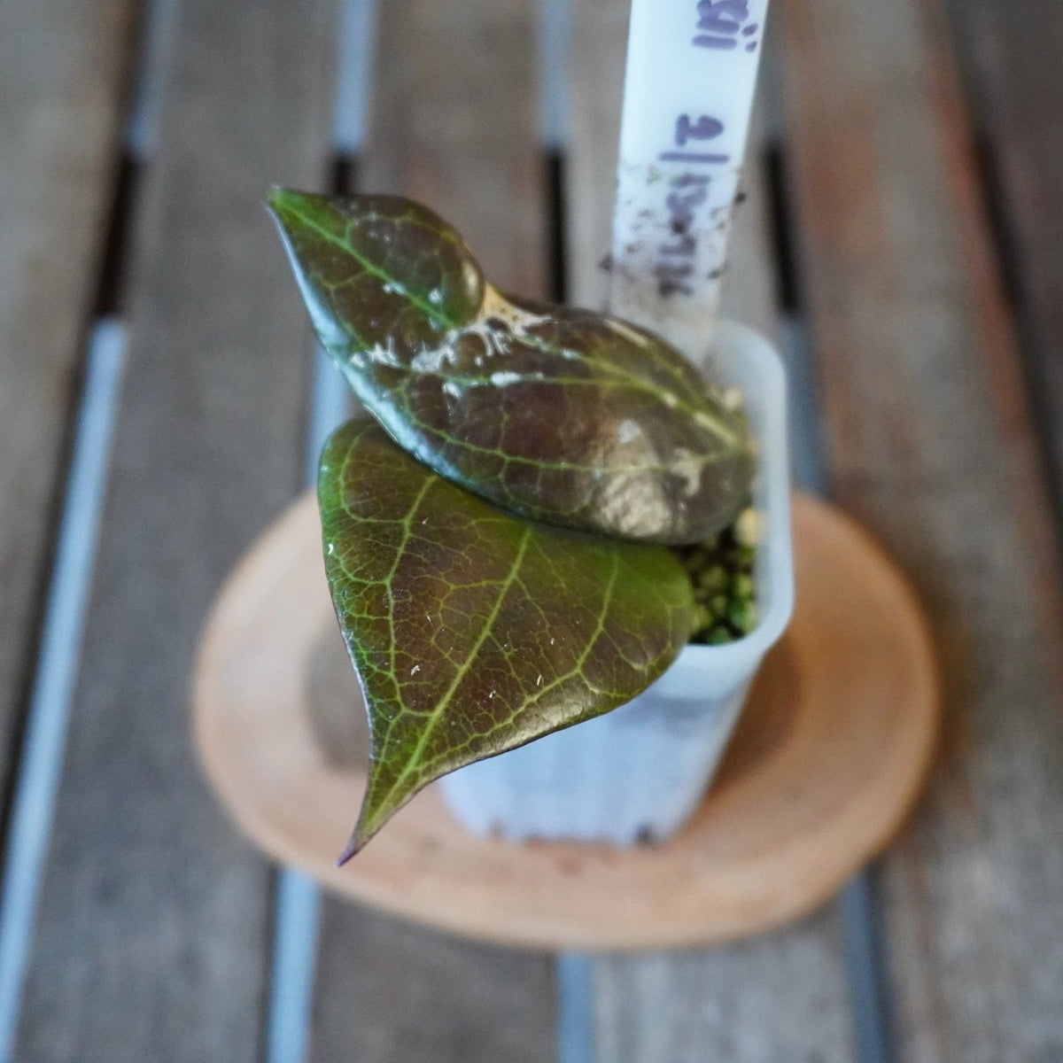 Close-up of Hoya pottsii plant 02 showing glossy dark burgundy-green leaves and distinctive veining.