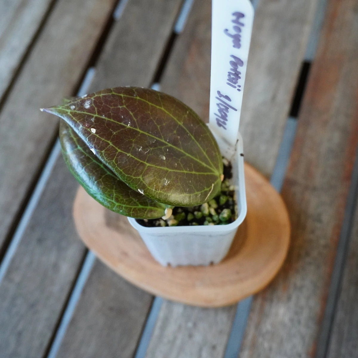 Top view of Hoya pottsii plant 01 showing compact dark foliage with contrasting green leaf veins.