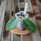 Alternate view of Hoya Rime Splash plant 02 showing two mature green leaves with fine silver splash patterning.