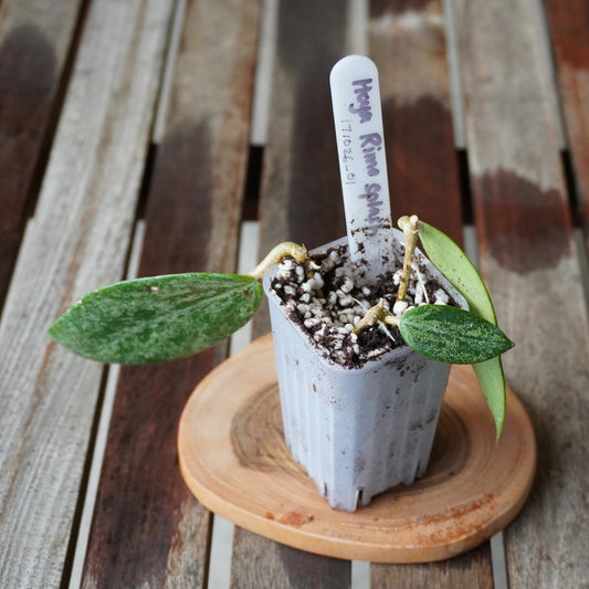 Hoya Rime Splash plant 01 in a nursery pot showing compact dark foliage with contrasting leaf veins.
