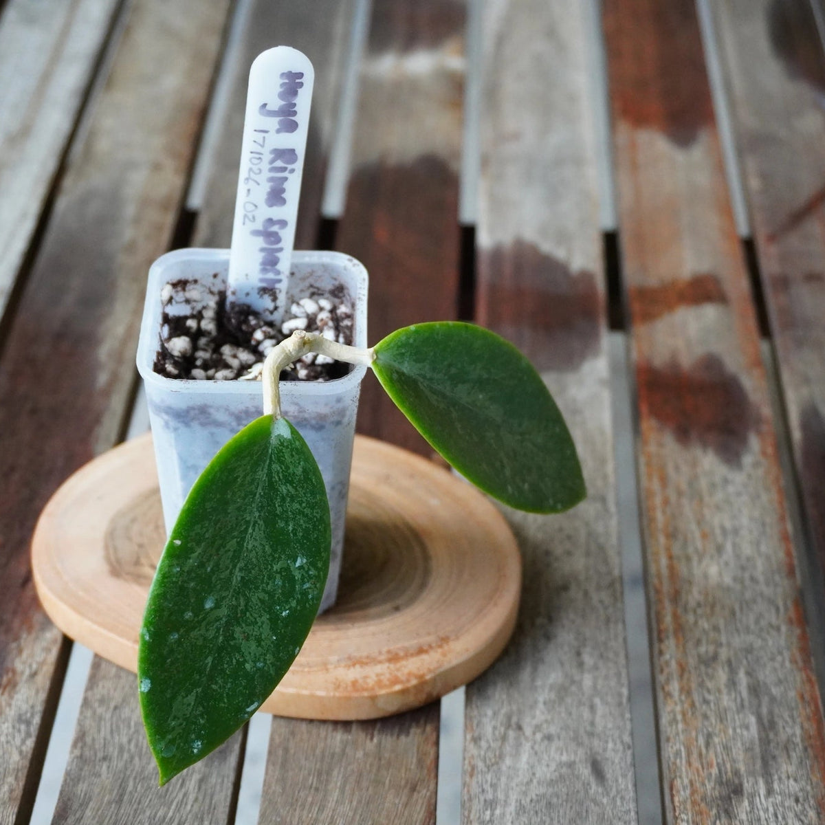 Hoya Rime Splash plant 02 showing oval green leaves with attractive silver splash markings.