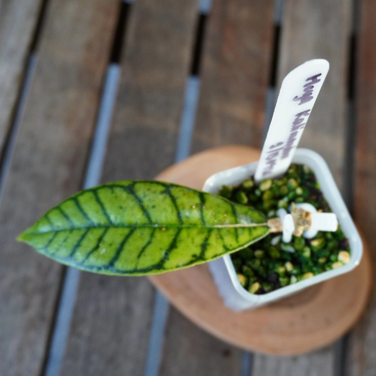 Top view of Hoya sp. Kalimantan plant 01 showing its elongated leaf and distinctive dark vein pattern.