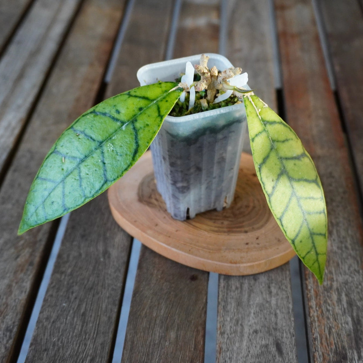 Hoya sp. Kalimantan plant 02 with two green leaves displaying prominent dark veins in a nursery pot.