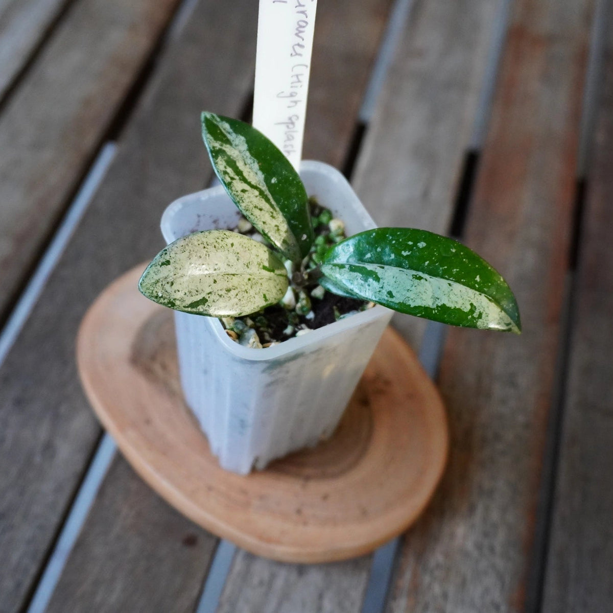 Top view of Hoya Wilbur Graves High Splash plant 01 showing contrasting green leaves with dense silver splash markings.