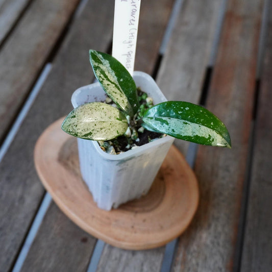 Top view of Hoya Wilbur Graves High Splash plant 01 showing contrasting green leaves with dense silver splash markings.