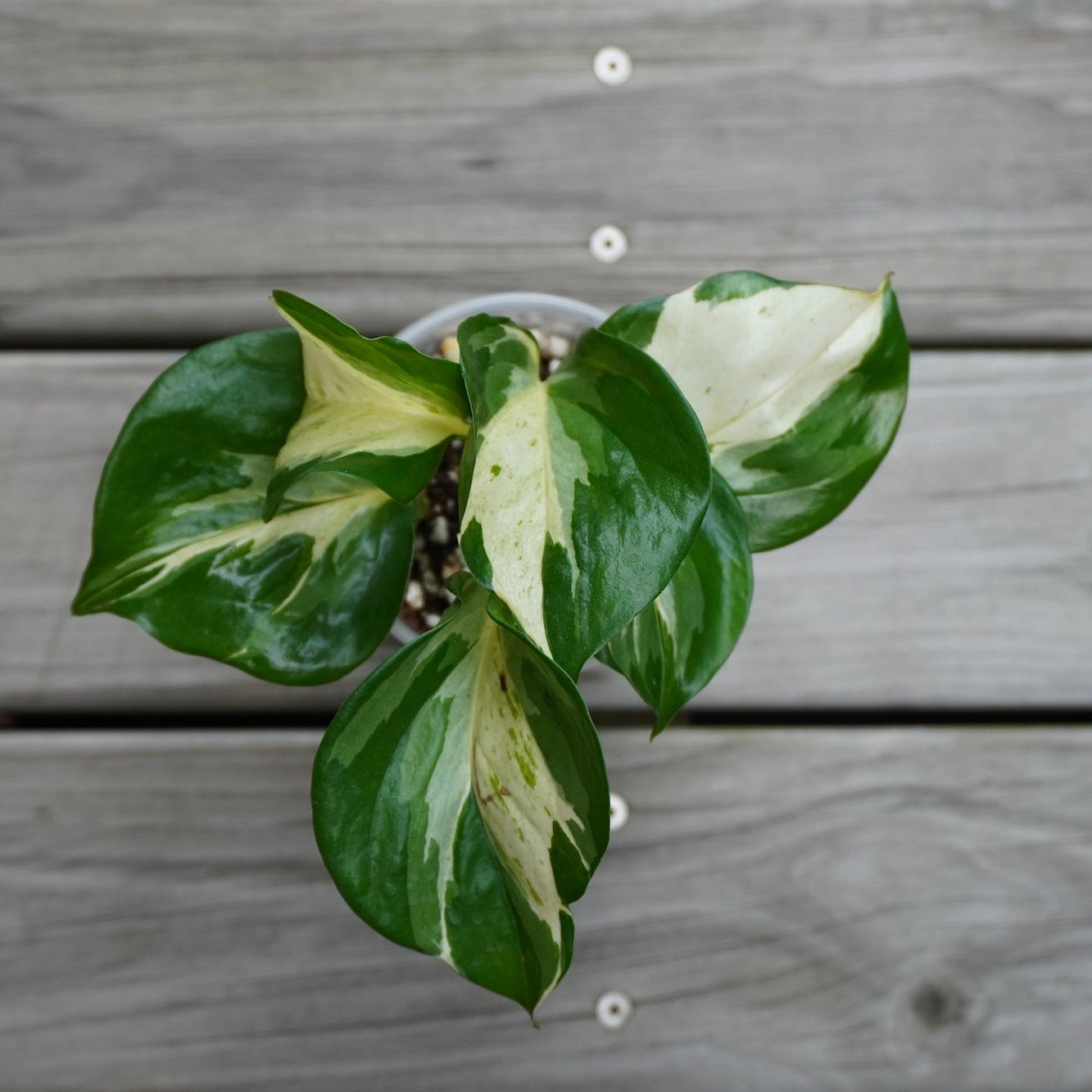 Manjula Pothos (Epipremnum aureum) indoor plant with wavy heart-shaped leaves featuring cream and green variegation.