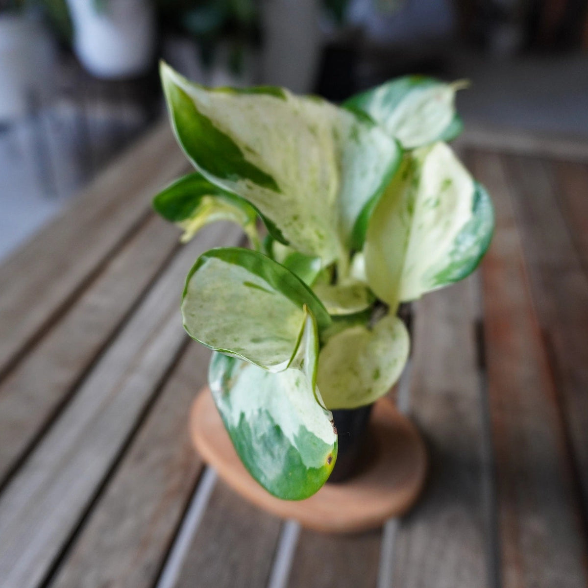Manjula Pothos plant 01 with creamy white and green variegated leaves, front view
