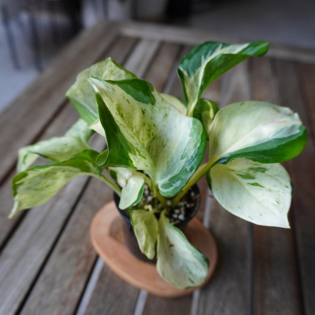 Manjula Pothos plant 02 with broad creamy white and green variegated leaves, front view