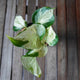 Manjula Pothos plant 01 viewed from above showing creamy white and green variegated foliage