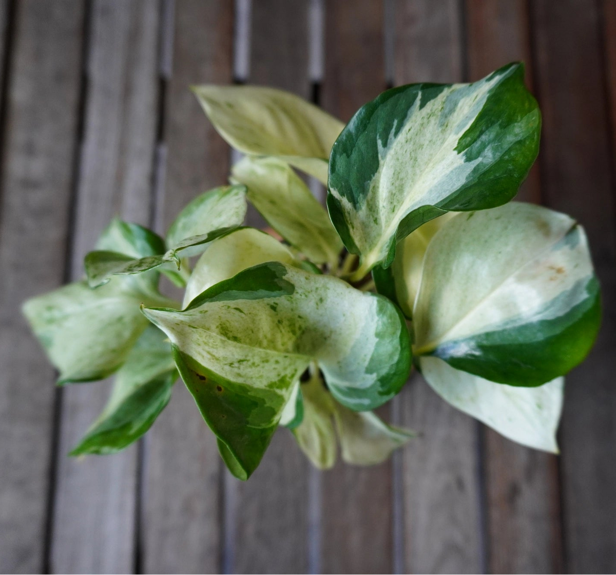 Manjula Pothos plant 02 viewed from above showing high cream and green leaf variegation
