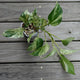 Marble Queen Pothos (Epipremnum aureum) indoor plant with heavy white and green variegated heart-shaped leaves.