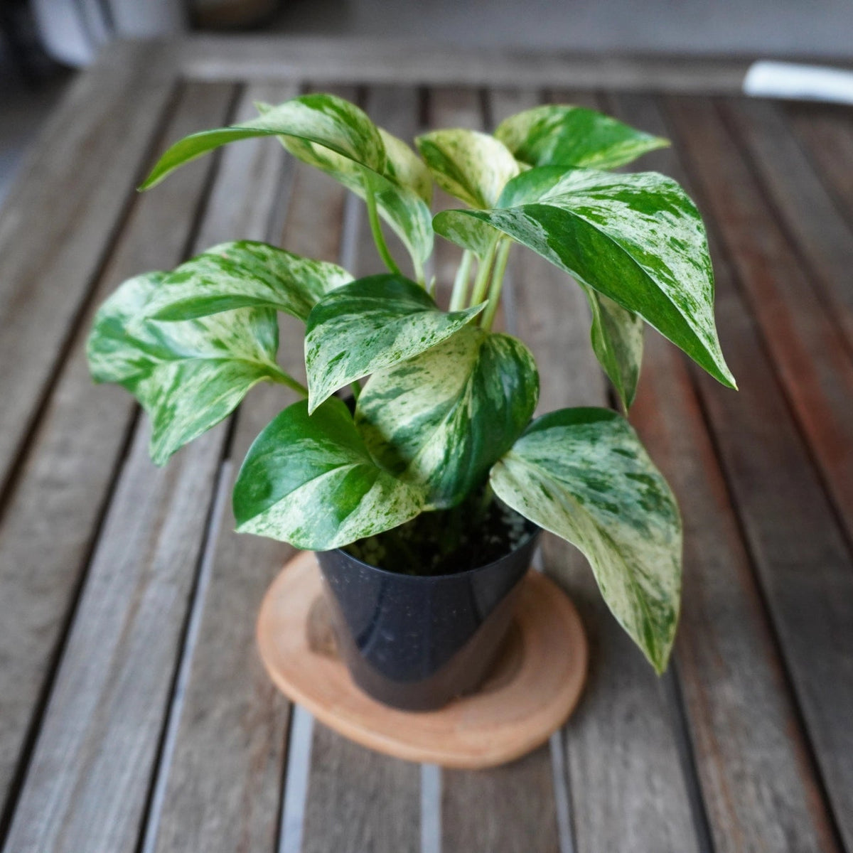 Front angle of Marble Queen Pothos highlighting distinctive cream and green marbled leaf variegation.