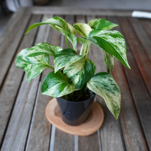 Front angle of Marble Queen Pothos highlighting distinctive cream and green marbled leaf variegation.
